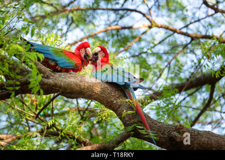 Perroquet ara rouge et verte sur l'arbre Banque D'Images