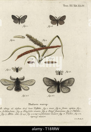 Hairy sweep spongieuse, Canephora hirsuta 1-5, Ocneria Epichnopterix plumella detrita 6 et 7,8. Phalaena vestita, detrita, atra, pulla. Coloriée à la gravure sur cuivre de Johann Carl Bock de Eugenius Hadise Esperâ€™Die Schmetterlinge in Abbildungen nach der Natur, Erlangen, 1786. Banque D'Images