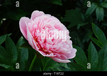 La pivoine. Saumon gravé Fleur de pivoine rose double. Paeonia lactiflora pivoine chinoise (ou même jardin pivoine) Banque D'Images