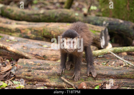 Brown-capped singe capucin dans la jungle / nature de la faune Banque D'Images