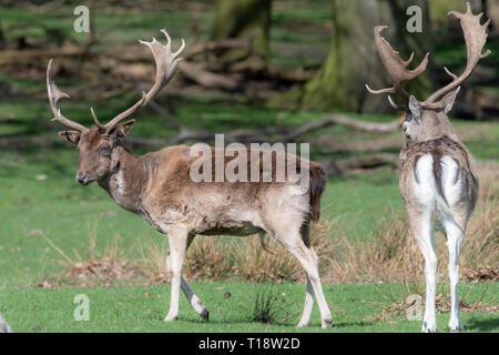 Portrait d'un animal de deux daims cerfs mâles dans un champ. Banque D'Images