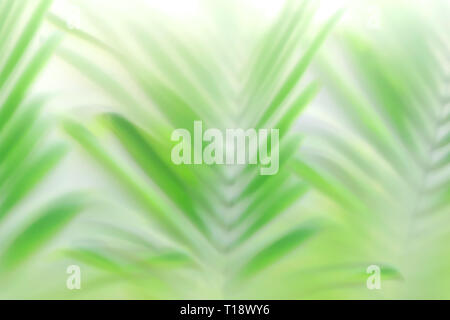 La paume verte douce et floue laisse l'arrière-plan. Palmier tropical en averse ou dans un brouillard. Cadre paisible, paisible et zen. Banque D'Images