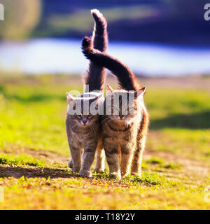 Deux beaux jeunes chats à pied dans une prairie ensoleillée sur une bonne journée de printemps élever leur queue Banque D'Images