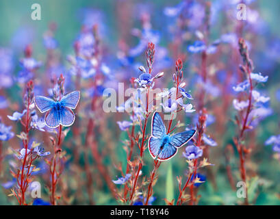 Deux beaux petits golubyanka Icarus papillons s'asseoir sur une prairie en fleurs fleurs bleu doux sur le long d'une journée lumineuse Banque D'Images