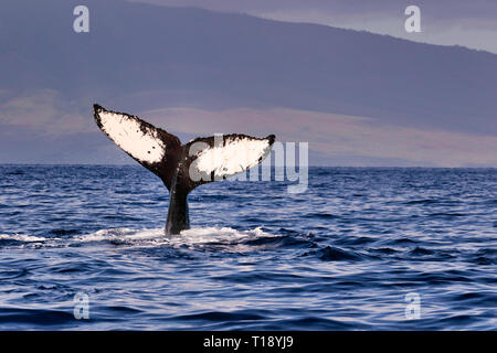 Humback montrant des baleines c'est au cours d'un Fluke whale watch près de Lahaina sur Maui. Banque D'Images