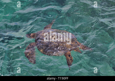 Tortue de mer verte la baignade dans des eaux cristallines de Maui. Banque D'Images