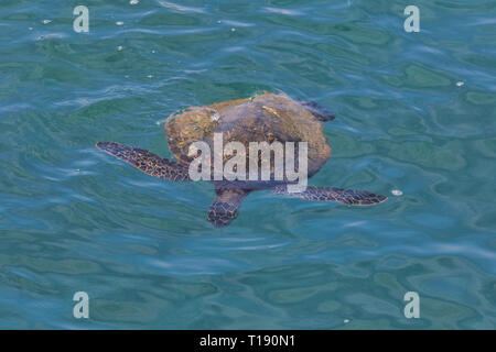 Tortue de mer verte la baignade dans des eaux cristallines de Maui. Banque D'Images