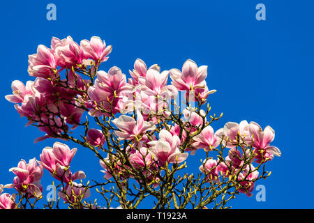 Fleurs lilas plein de saucer magnolia aka Tulip Tree contre ciel bleu profond à la fin mars Banque D'Images