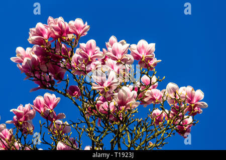 Fleurs lilas plein de saucer magnolia aka Tulip Tree contre ciel bleu profond à la fin mars Banque D'Images