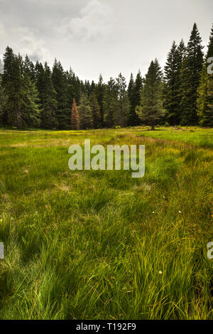Prairie à herbes hautes en premier plan avec de grands arbres en arrière-plan Banque D'Images