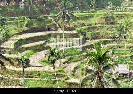 Tegalalang Terrasse de riz est l'un des célèbre destination touristique à l'île de Bali, Indonésie, Village Tegalalang Banque D'Images