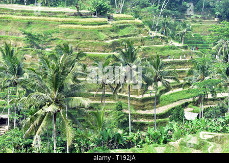 Tegalalang Terrasse de riz est l'un des célèbre destination touristique à l'île de Bali, Indonésie, Village Tegalalang Banque D'Images