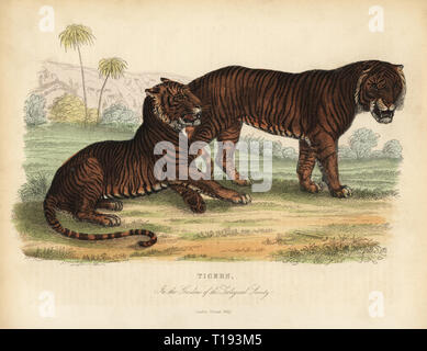 Tiger, Panthera tigris, en voie de disparition. Les tigres dans les jardins de la Société Zoologique. Coloriée à la gravure sur cuivre de William Smellie's translation du comte Georges Buffon's Histoire de la Terre et Nature, Thomas Kelly, Londres, 1829. Banque D'Images