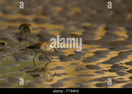 Peu de passage / Calidris minuta Banque D'Images