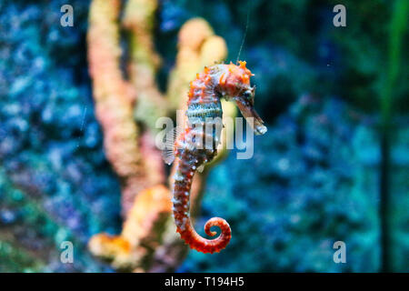 Cette image unique d'une très rare seahorse nageant dans un aquarium Sea Life à Bangkok en Thaïlande Banque D'Images