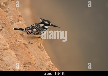 Kingfisher Ceryle rudis pied / Banque D'Images