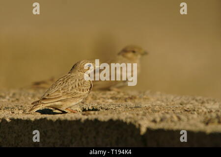 Circaète jean-le-Petit / Lark Calandrella rufescens Banque D'Images