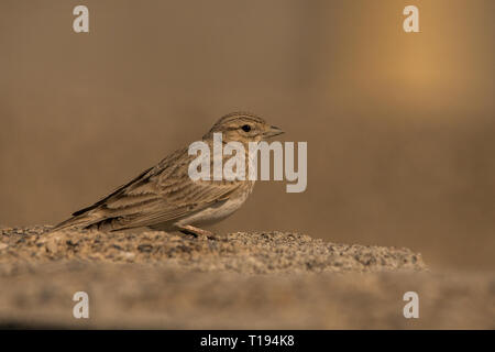 Circaète jean-le-Petit / Lark Calandrella rufescens Banque D'Images