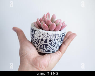 Hand holding moderne peint béton ronde semoir avec plante succulente rose sur fond blanc. Pot en béton peint pour la décoration de la maison Banque D'Images