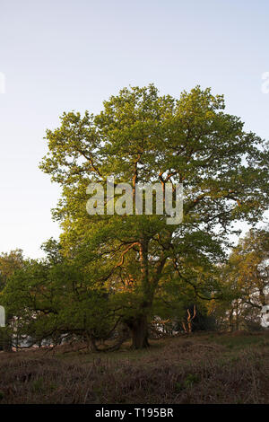 Pendunculate Oak Quercus robur par early morning light Bratley Bois Parc national New Forest Hampshire Angleterre Banque D'Images