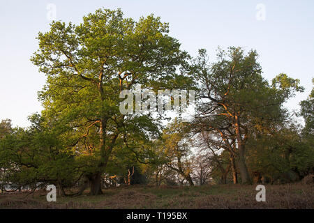 Pendunculate Oak Quercus robur par early morning light Bratley Bois Parc national New Forest Hampshire Angleterre Banque D'Images