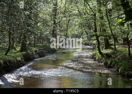 Flux d'eau noire Rhinefield Ornamental Drive New Forest National Park Hampshire Angleterre Banque D'Images