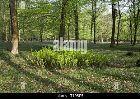 Hyacinthoides non-scripta jacinthes des bois et de l'euphorbe ésule Euphorbia amygdaloides en Hêtre Fagus sylvatica woodland au printemps Broomy Enceinte Nouvelle Forêt Nat Banque D'Images