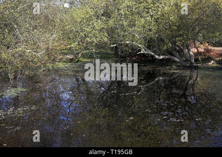 Étang entouré d'arbres près de Burley Parc national New Forest Hampshire Angleterre Banque D'Images