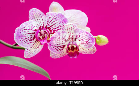 Orchidées fleurs pourpre couleur blanc macro closeup view contre l'arrière-plan de couleur rose vif. Banque D'Images