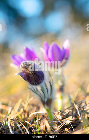 Fleur de printemps. Beaux poils violet pasque-fleur. Pulsatilla grandis qui fleurit au printemps sur prairie au coucher du soleil. Ptacov, République Tchèque Banque D'Images