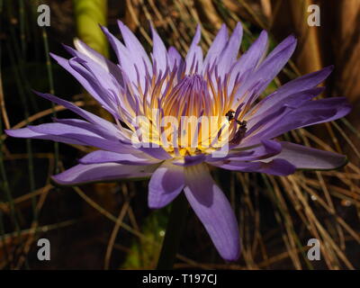 Fleur de lotus pourpre sur un étang avec des abeilles sans dard, des autochtones au sein de l'alimentation des beaux pétales. Banque D'Images