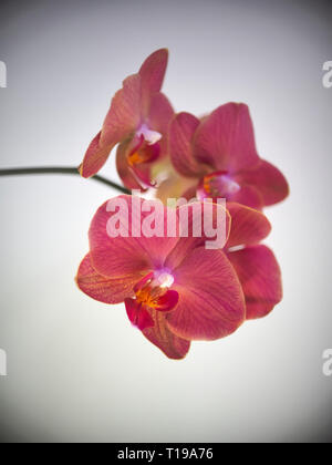 Orchidée pourpre fleurs sur fond clair Banque D'Images