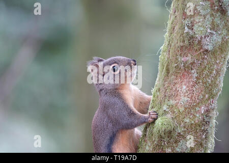 L'écureuil de Douglas sauvages (Tamiasciurus douglasii) dans l'ouest de l'état de Washington, USA Banque D'Images