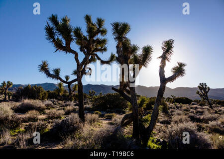 JOSHUA TREE (Yucca brevifolia engelm) en fin d'après-midi la lumière sur la route aux touches voir négliger - Joshua Tree National Park, Californie Banque D'Images