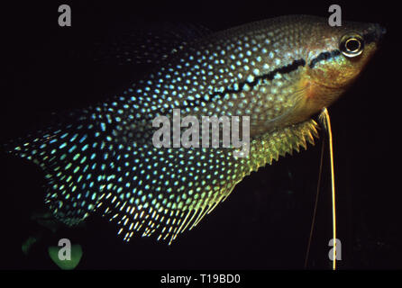 Gourami perlé (Trichopodus leerii) Banque D'Images