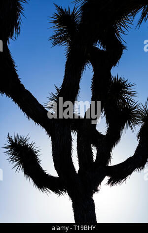 Un Joshua Tree (Yucca brevifolia engelm) en fin d'après-midi la lumière sur la route aux touches voir négliger - Joshua Tree National Park, Californie Banque D'Images