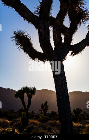 Un Joshua Tree (Yucca brevifolia engelm) en fin d'après-midi la lumière sur la route aux touches voir négliger - Joshua Tree National Park, Californie Banque D'Images