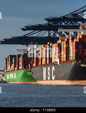 Le commerce britannique UK Trade - le porte-conteneurs MSC Maya charge et décharge des conteneurs à Felixstowe, le plus grand port à conteneurs. Banque D'Images