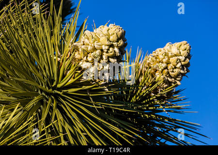 Une floraison de Joshua Tree (Yucca brevifolia engelm) - Joshua Tree National Park, Californie Banque D'Images