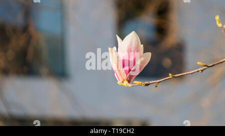 Gros plan du magnolia fleurs au début du printemps Banque D'Images