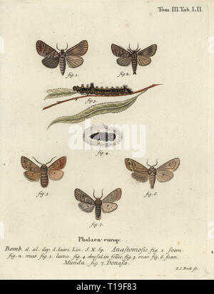 Anastomose 1-5, le bombyx, Nudaria mundana mousseline valet 6, Phalaena donasa. Phalaena anastomose, munda, donasa. Coloriée à la gravure sur cuivre de Johann Carl Bock de Eugenius Hadise Esperâ€™Die Schmetterlinge in Abbildungen nach der Natur, Erlangen, 1786. Banque D'Images