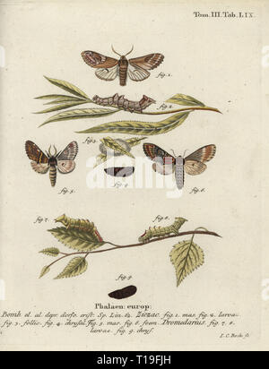 Notodonta ziczac, éminent de galets, et de fer, éminent Notodonta dromedarius. Phalaena ziczac, dromedarius. Coloriée à la gravure sur cuivre de Johann Carl Bock de Eugenius Johann Christoph Esper's Die Schmetterlinge in Abbildungen nach der Natur, Erlangen, 1786. Banque D'Images