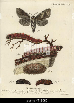 Goatmoth, cossus cossus. Phalaena cossus. Coloriée à la gravure sur cuivre de Johann Carl Bock de Eugenius Hadise Esperâ€™Die Schmetterlinge in Abbildungen nach der Natur, Erlangen, 1786. Banque D'Images