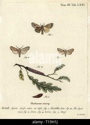 En vue de l'érable, Ptilodon cucullina 1 et le coeur de la pomme, Dicycla oo 2-5. Phalaena Bombyx cuculla. Coloriée à la gravure sur cuivre de Johann Carl Bock de Eugenius Johann Christoph Esper's Die Schmetterlinge in Abbildungen nach der Natur, Erlangen, 1786. Banque D'Images