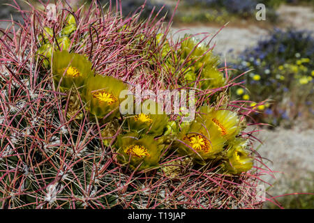 Le Baril (CACTUS Ferocactus wislizeni Anza Borrego) fleurissent dans DESERT STATE PARK, CALIFORNIE Banque D'Images