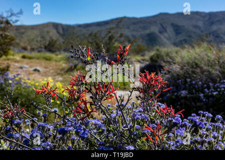 CHUPAROSA (JUSTICIA CALIFORNICA) fleurissent en - ANZA BORREGO DESERT STATE PARK, CALIFORNIE Banque D'Images