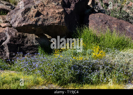 Fleurs sauvages fleurissent dans Anza Borrego DESERT STATE PARK, CALIFORNIE Banque D'Images