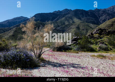 Un MESQUITE BUSH & PURPLE MAT (Nama demissum) fleurissent dans un lavage à l'Anza Borrego DESERT STATE PARK, CALIFORNIE Banque D'Images