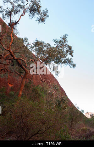 Dômes rouges de Kata Tjuta contre un ciel bleu clair Banque D'Images