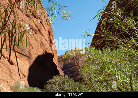 Dômes rouges de Kata Tjuta contre un ciel bleu clair Banque D'Images